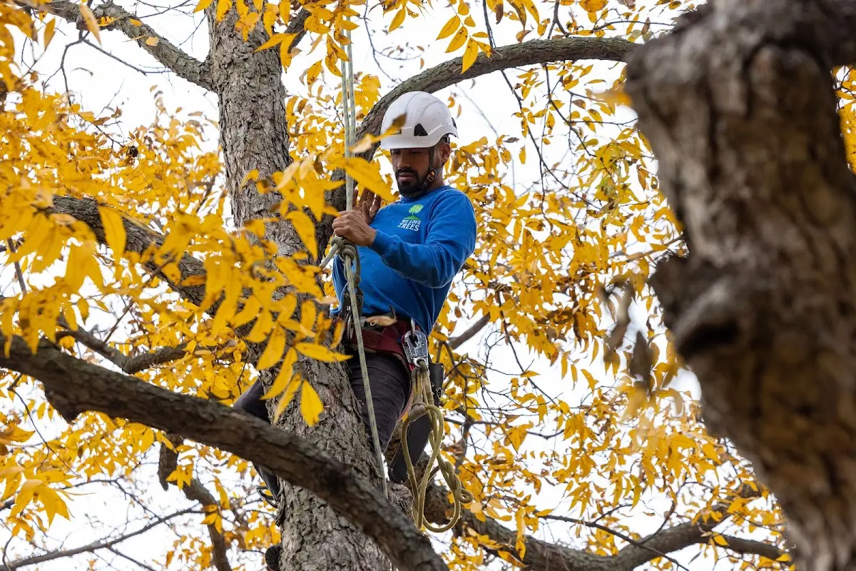 Skilled Tree Transplanting crew working in Batavia